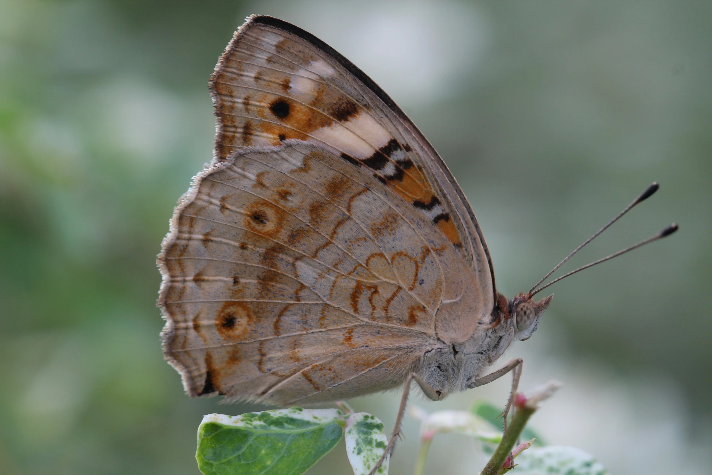 a brown erfly sitting on top of a green leaf