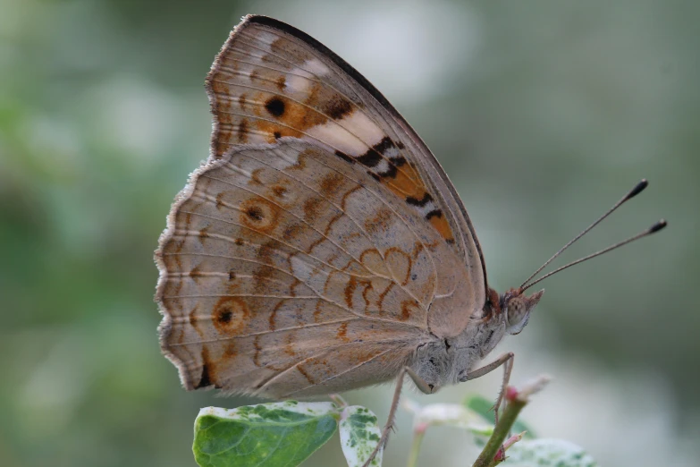 a brown erfly sitting on top of a green leaf