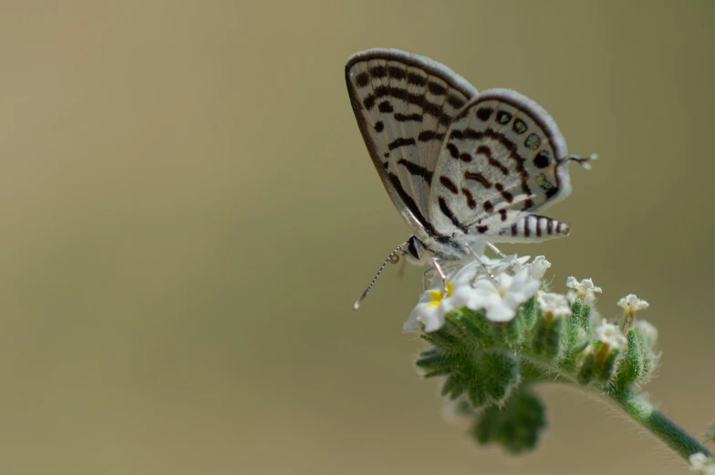 a gray erfly resting on a white flower