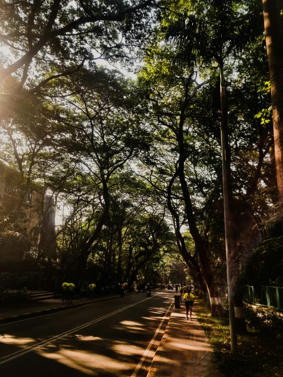 trees on either side of the street with sunlight shining through them