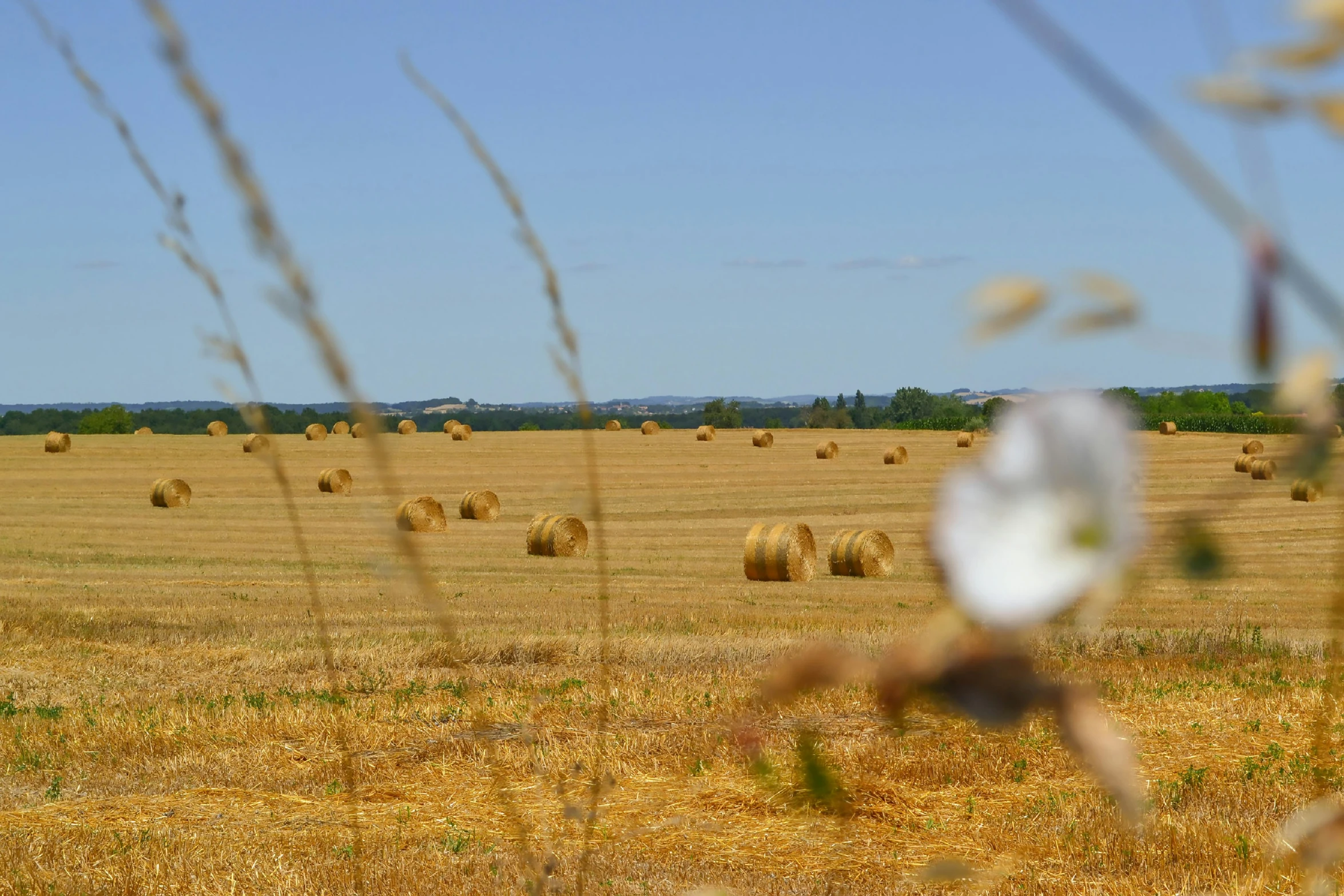 a field that has grass and hay on it