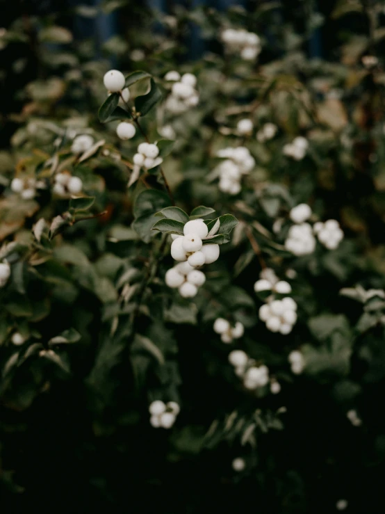 several small white flowers and leaves growing on tree