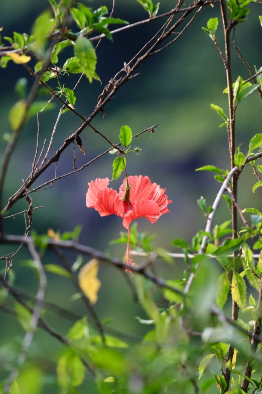 a red flower is growing on the nches of trees