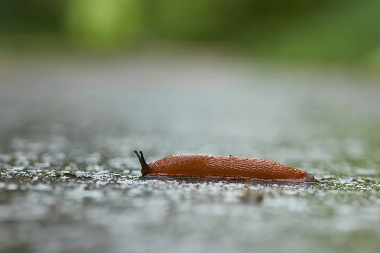 the orange and black insect is resting in a dle