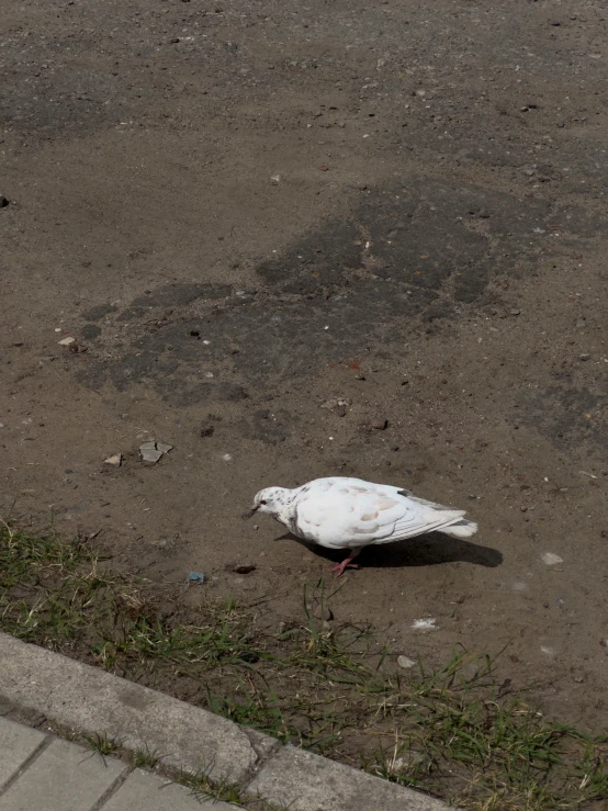 a small white bird in the middle of the street