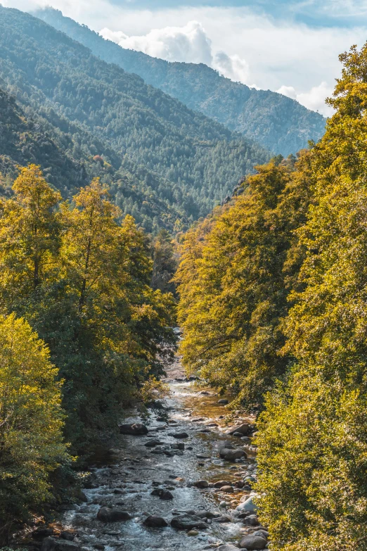 there is a river running through a forest