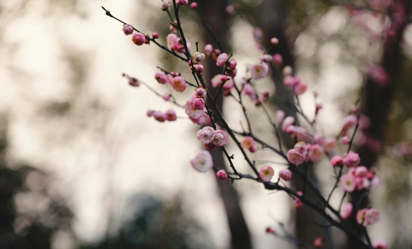 a blossomed tree with many small pink flowers