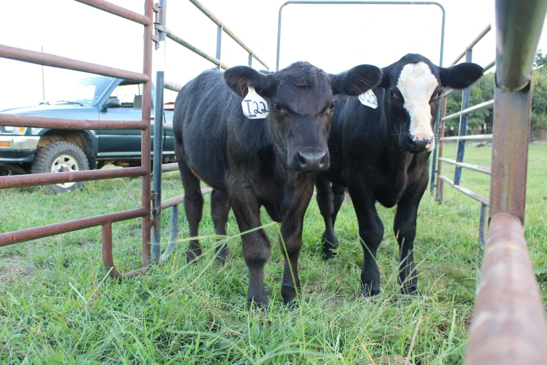 two cows in a fenced in field grazing