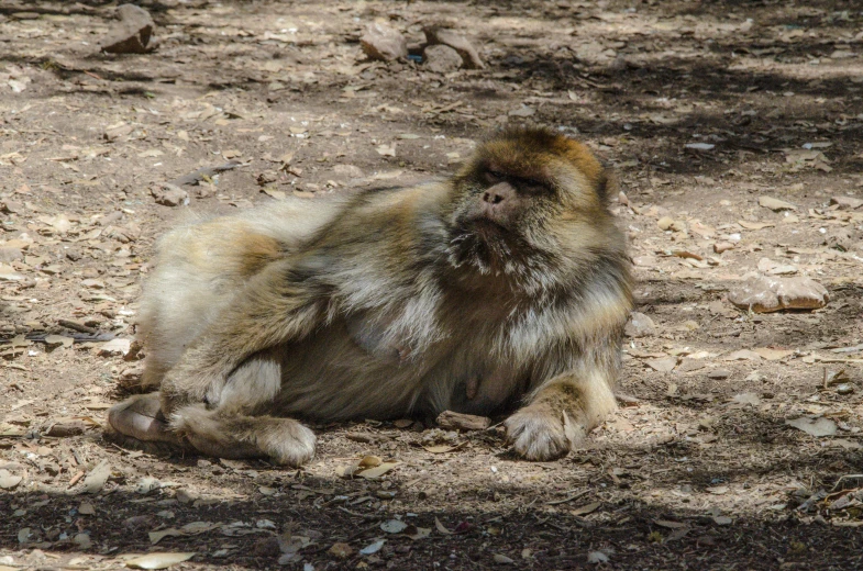 an image of a very small monkey on the ground