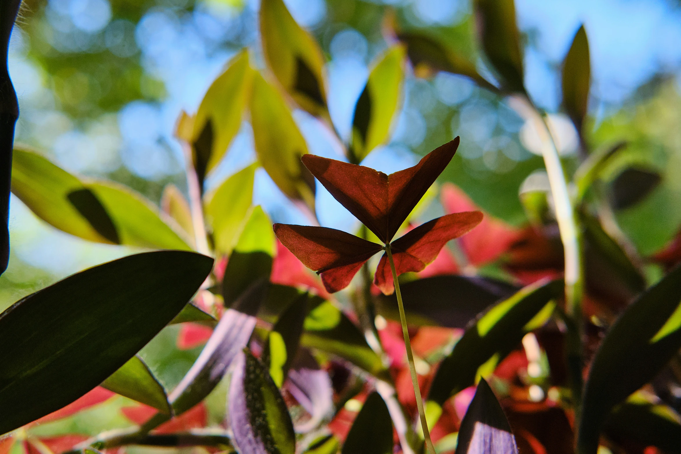 the back side of a red leafed tree with blue sky in background