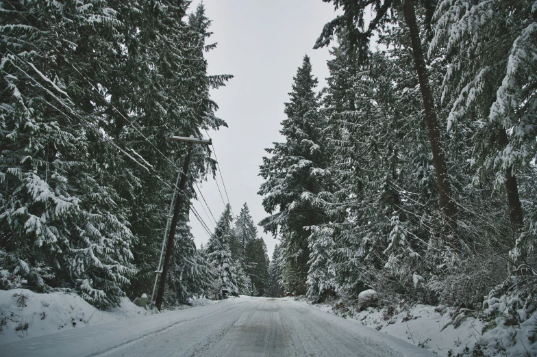 trees are growing beside the road and snow