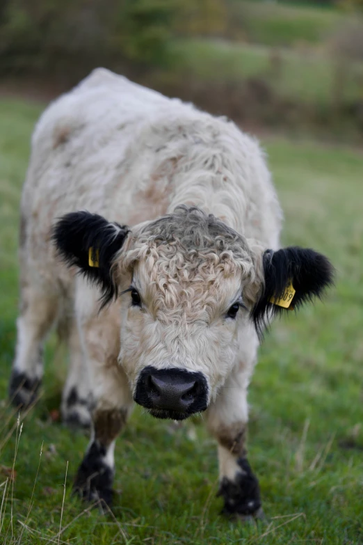 the calf is looking towards the camera with yellow eyes