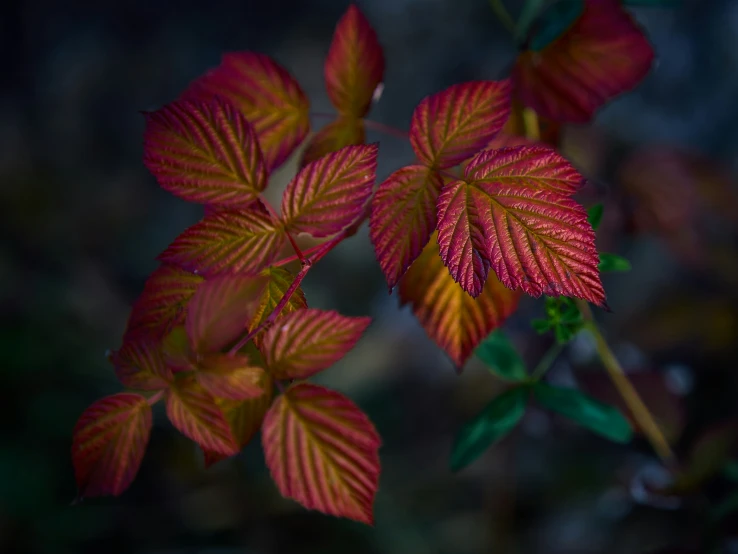 a large, colorful tree with leaves showing red