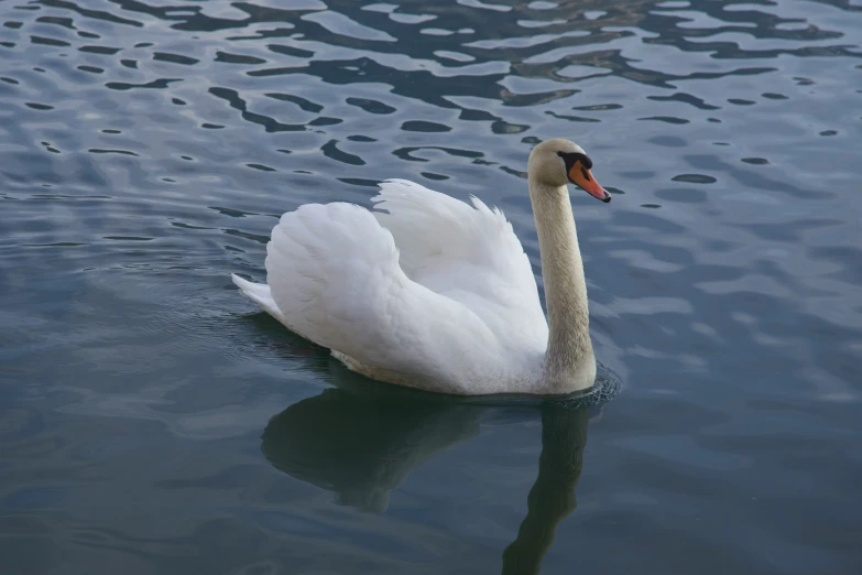 white bird swimming on water near some smaller ones