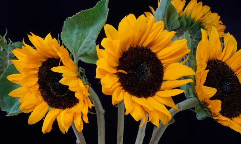 three yellow sunflowers blooming in front of a black background