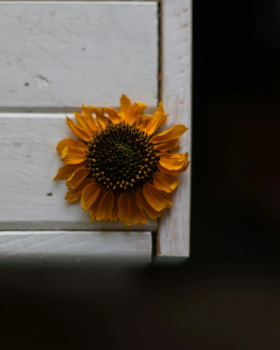 a sunflower is shown sitting on the side of the door