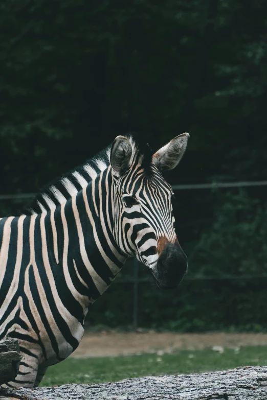 a lone ze is walking around in an enclosure