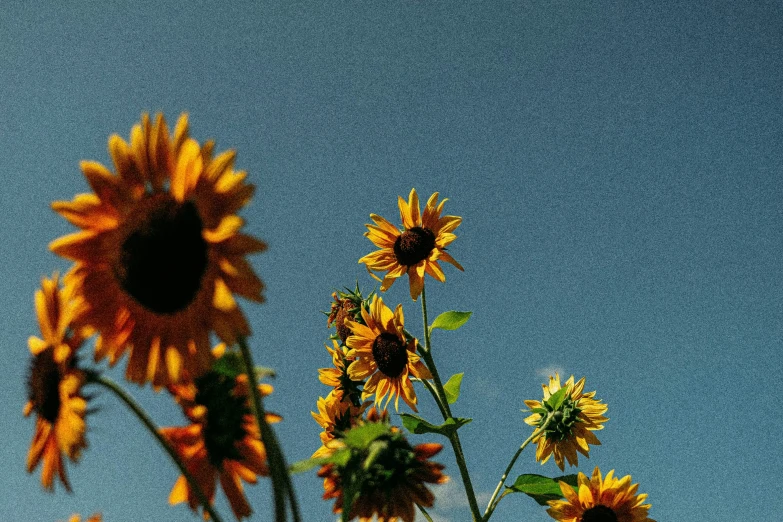 two tall sunflowers blooming on a bright day