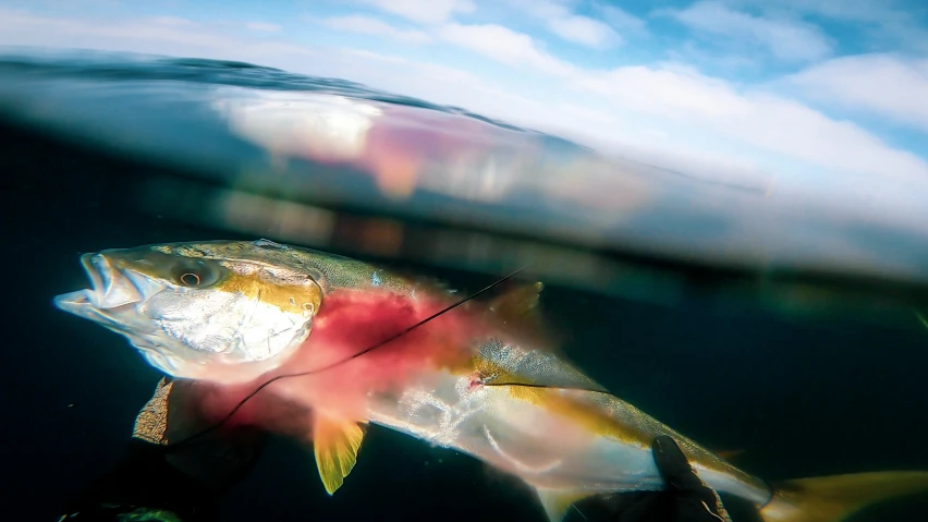 a fish in the water next to a fishing pole