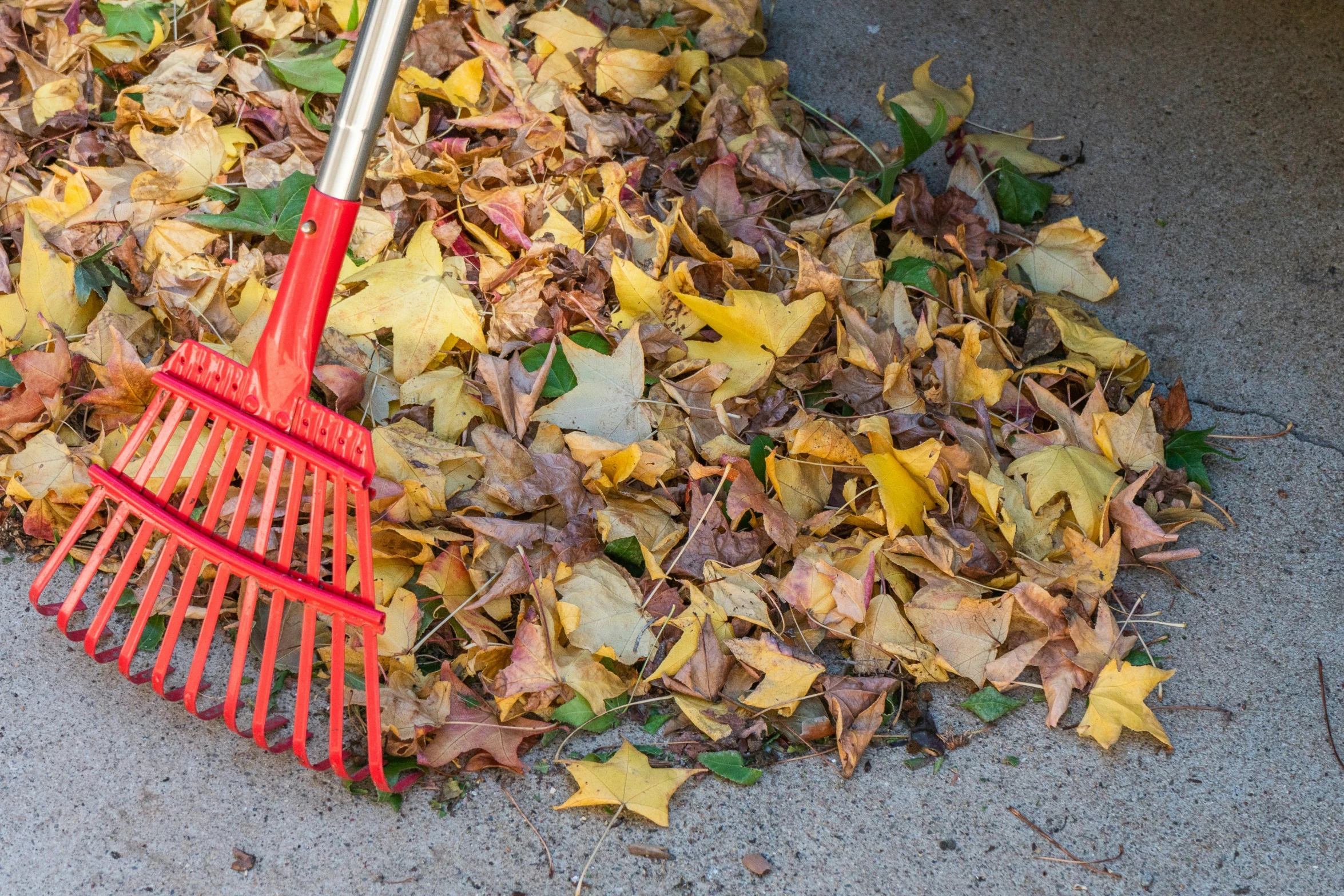 a pile of autumn leaves has a plastic rake