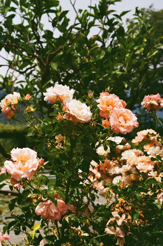 an assortment of flowers in bloom next to a bush