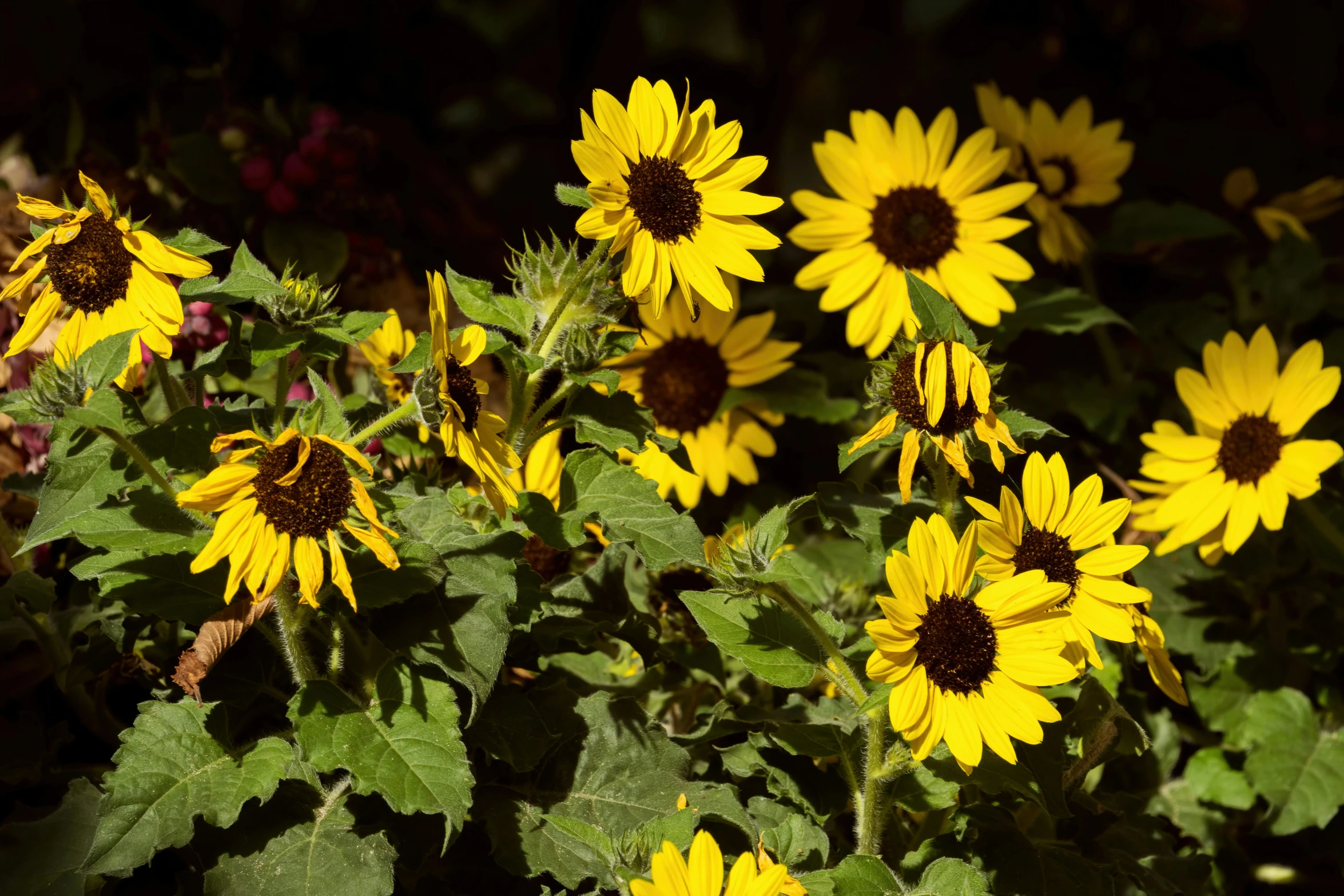 large yellow flowers with green leaves and bright sunlight