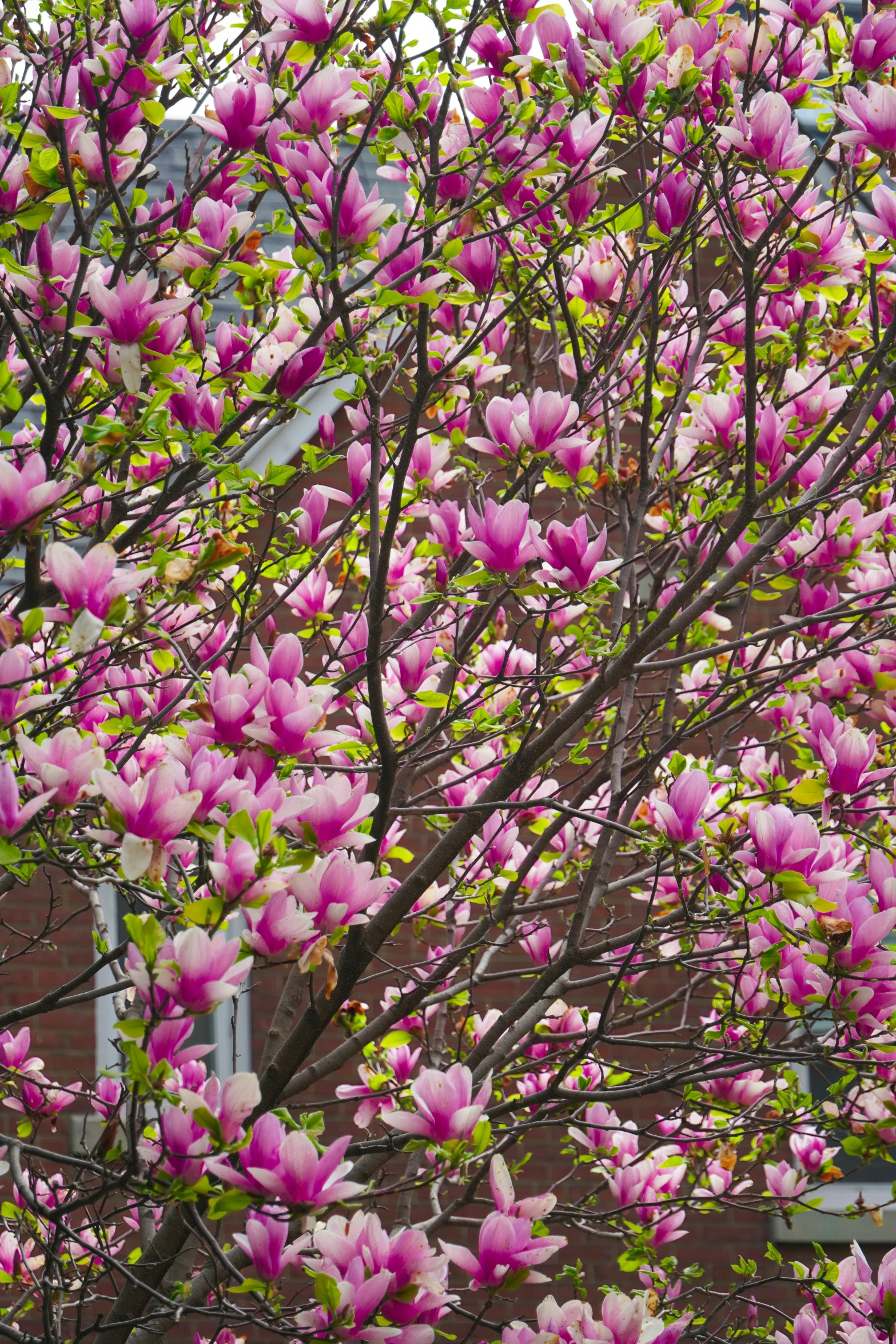 a very tall pretty tree with some flowers in it