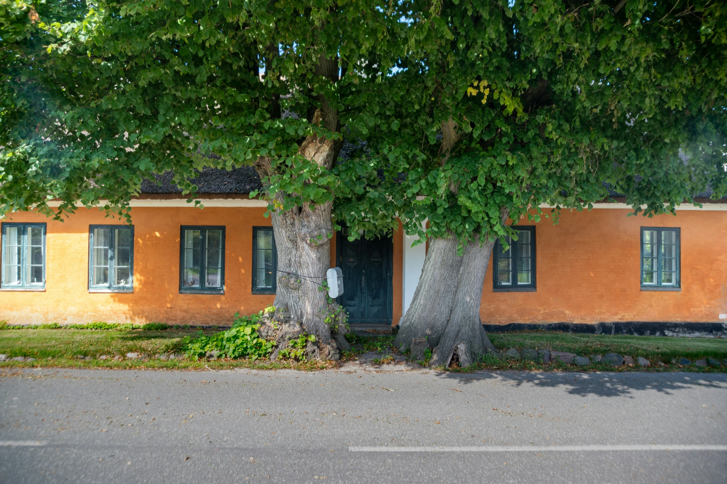 two trees are next to the street in front of a building