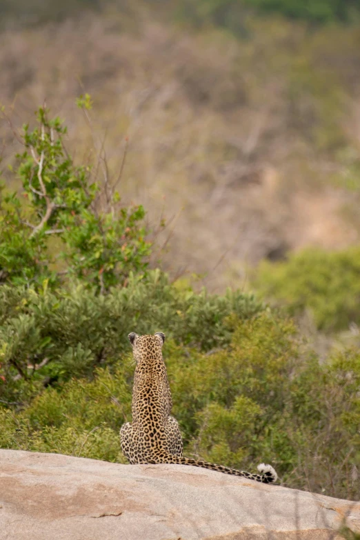 a leopard sitting on top of a rocky hillside