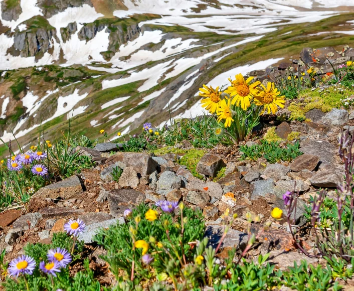 some flowers in some rocks on a mountain