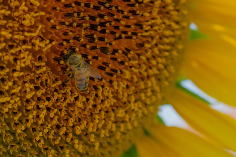 bee on large sunflower near beehive, ready to poll