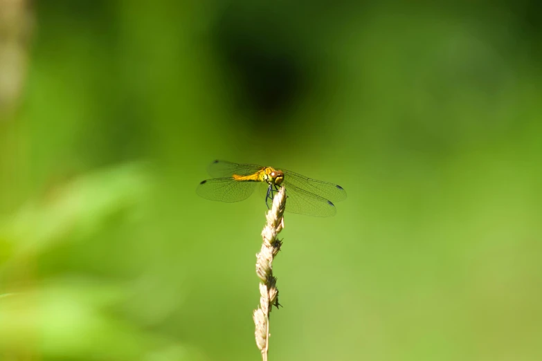 the insect is sitting on top of a stem