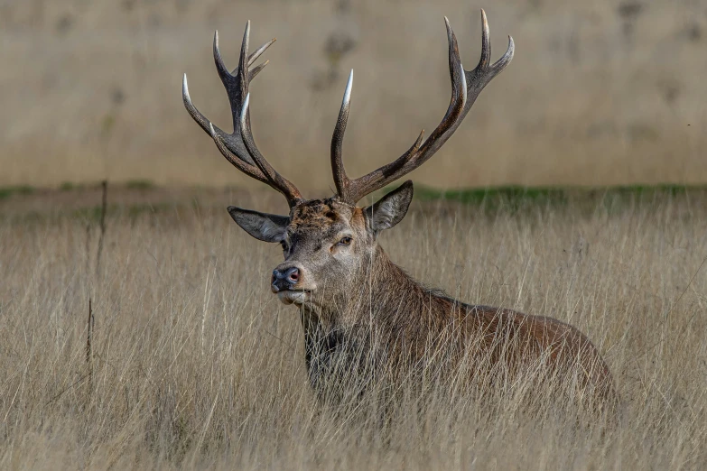 a deer standing in the middle of some tall grass