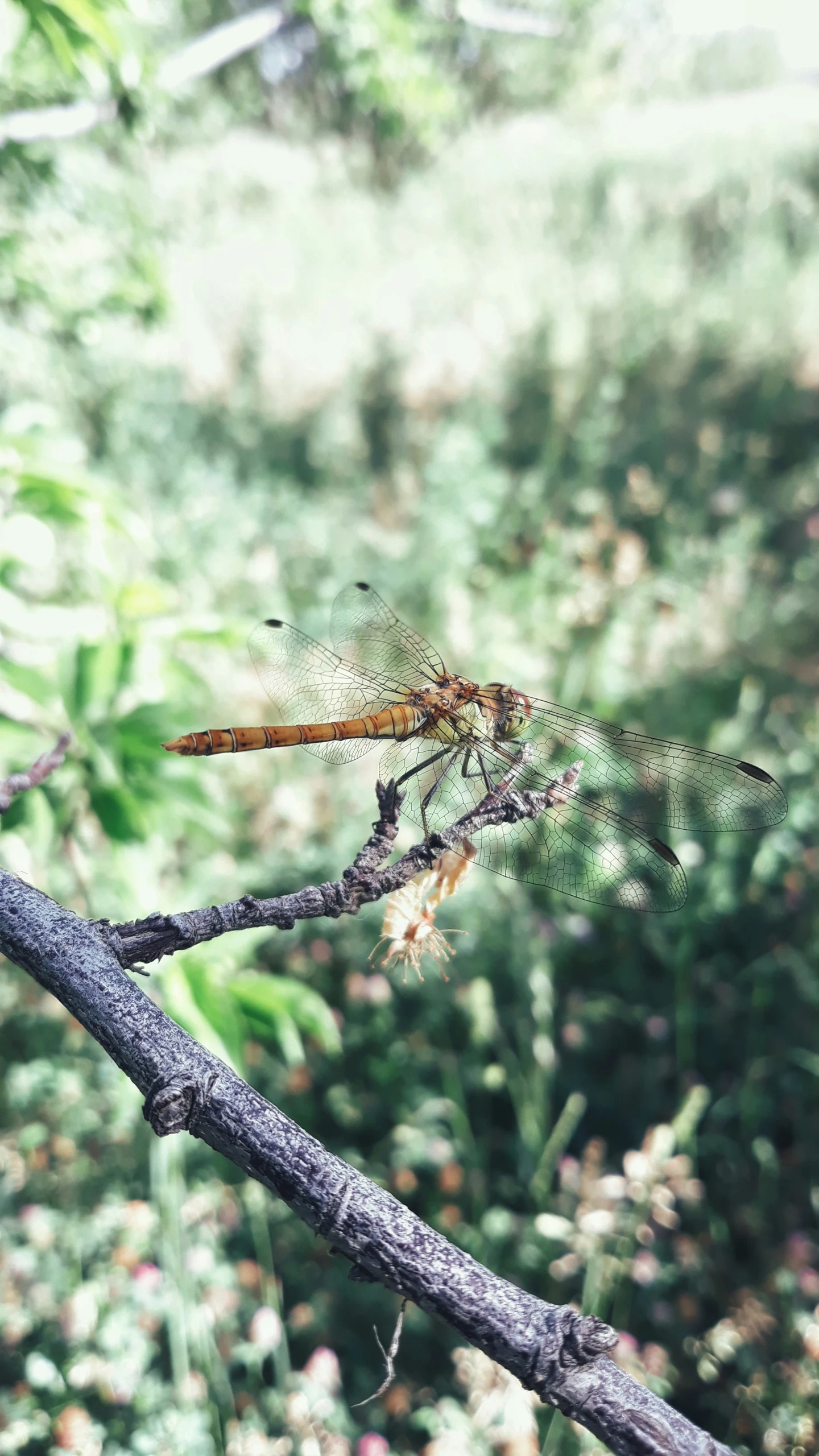 a dragonfly rests on a small nch in a forest