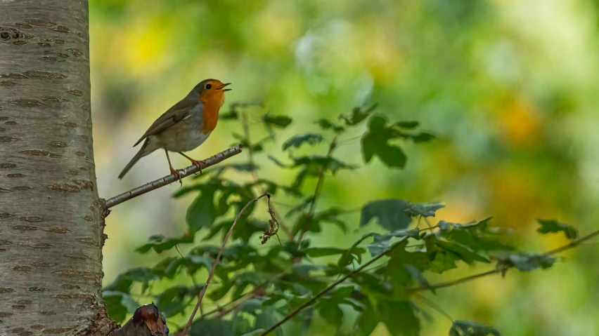 a small bird sitting on the nch of a tree