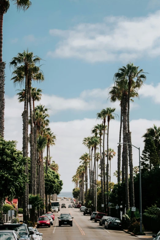 a street lined with tall palm trees, blue skies and clouds