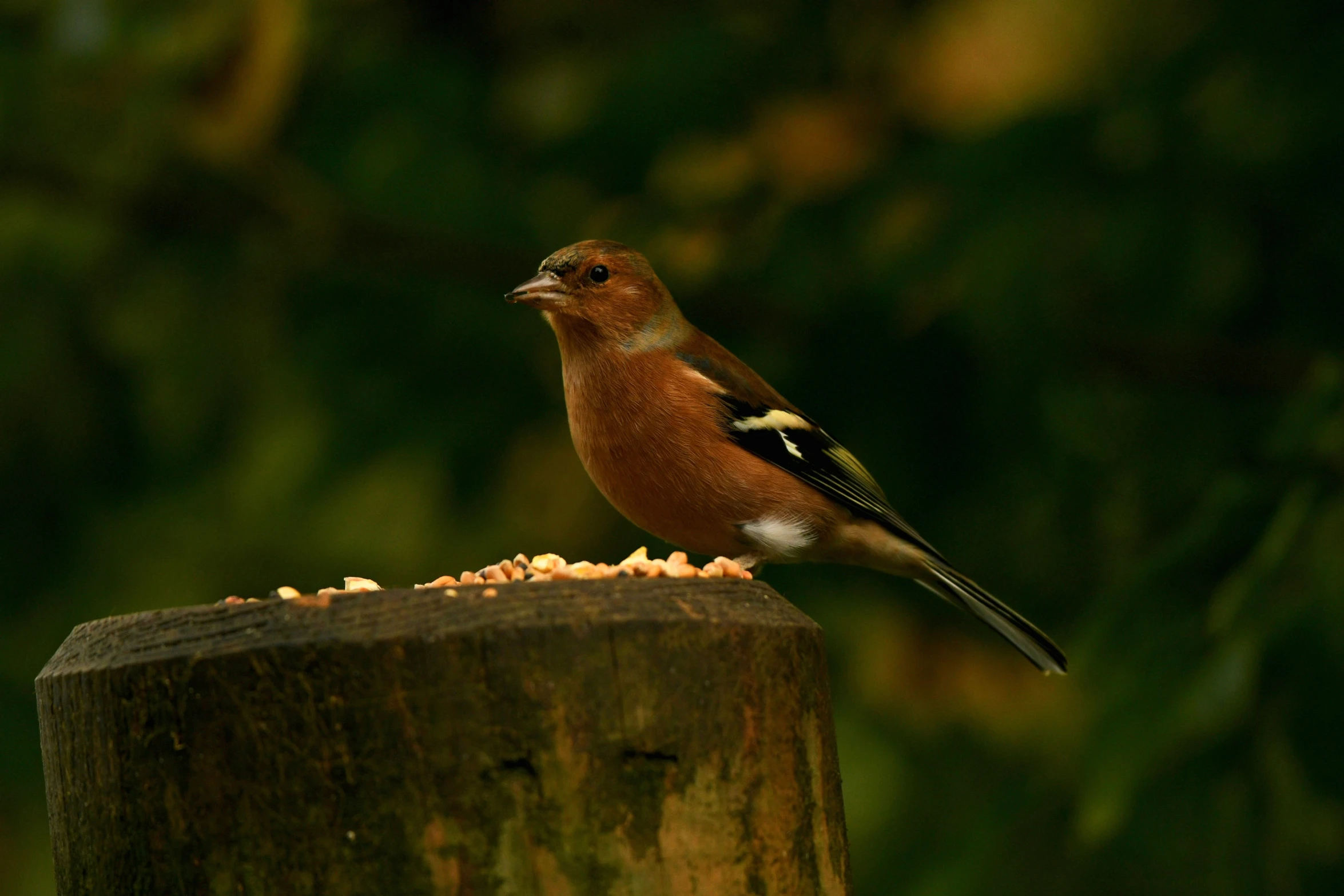 a bird that is standing on top of a wooden pole