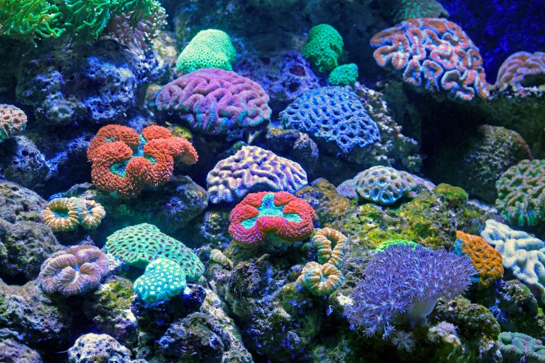 some different colorfully colored corals with sea anemonis