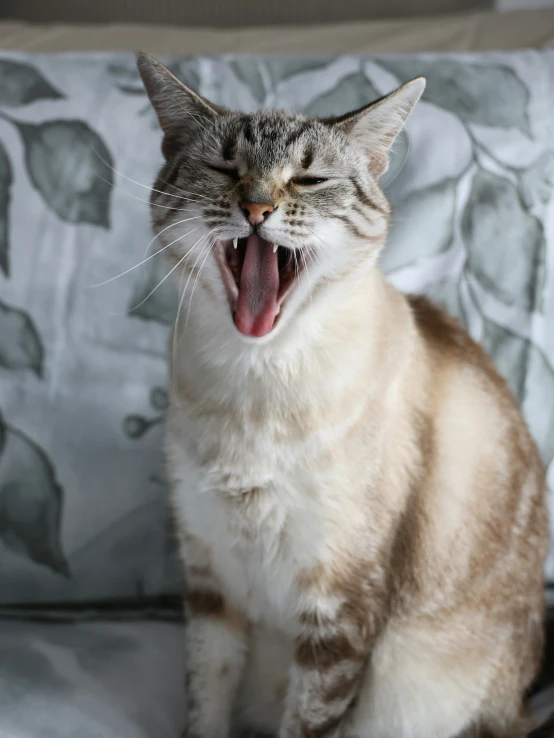 a cat yawns while sitting on a floral print sofa