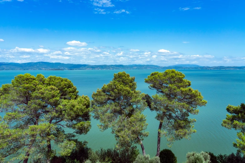 a number of pine trees near the water