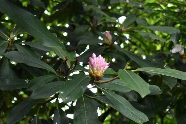 a plant with pink flowers and lots of leaves