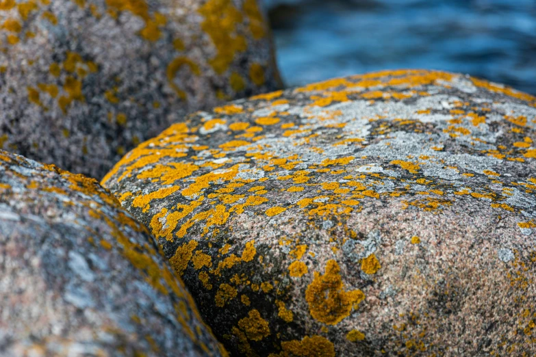 a yellow substance sitting on a rock in water