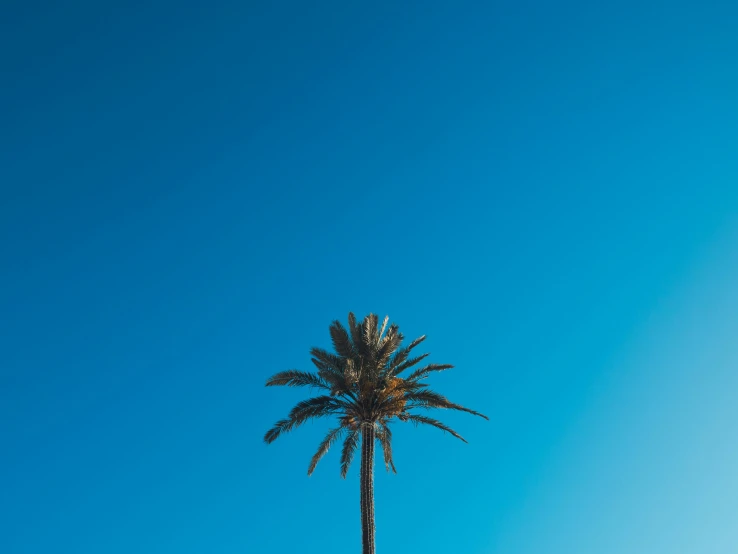 the palm tree is next to a traffic signal