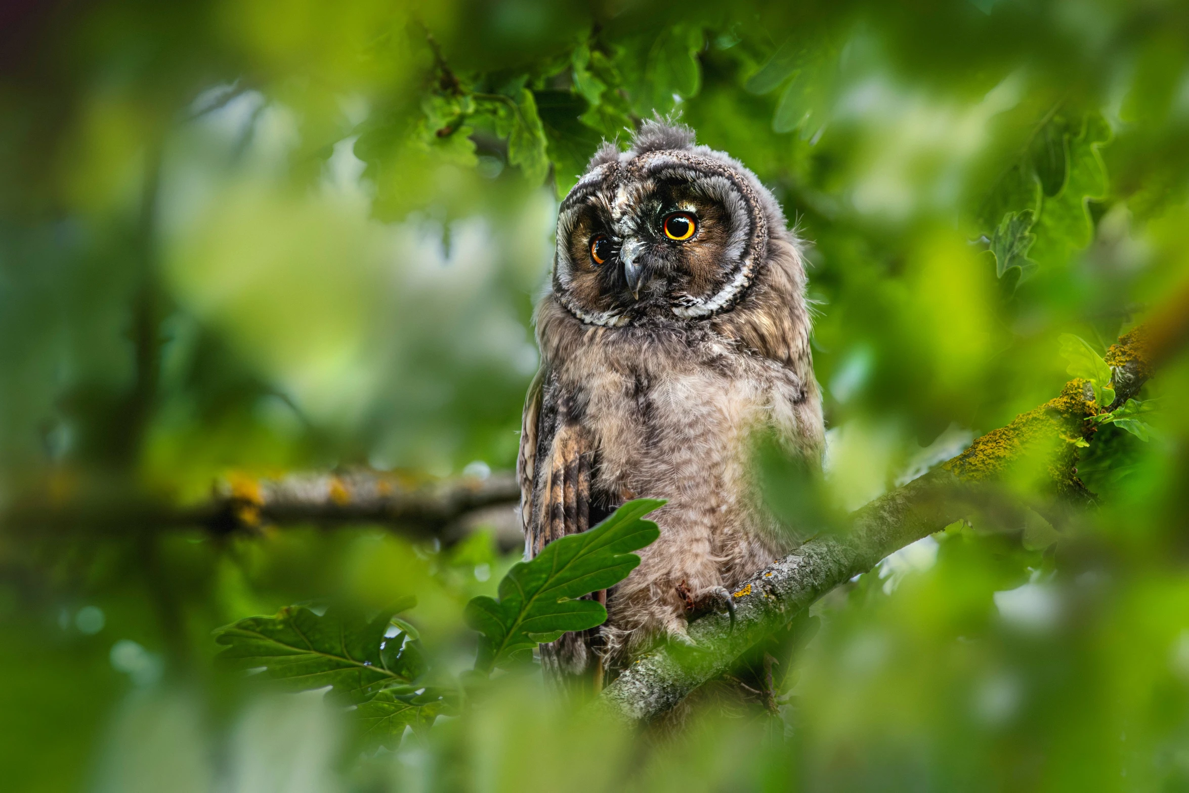 an owl in the middle of a tree nch