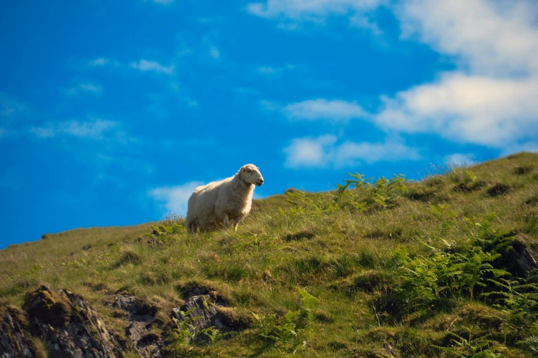 there is a sheep standing on the grass