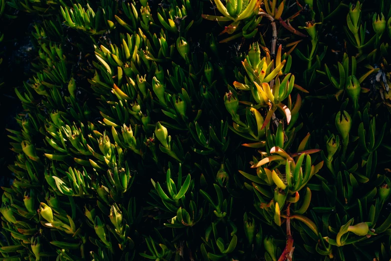 a small pine nch with yellow flowers and dark leaves