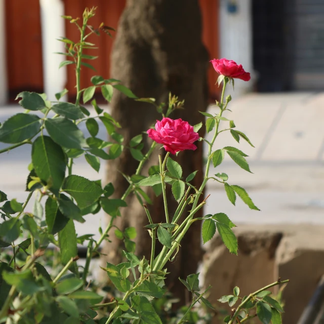 a couple of pink roses sitting next to a tree