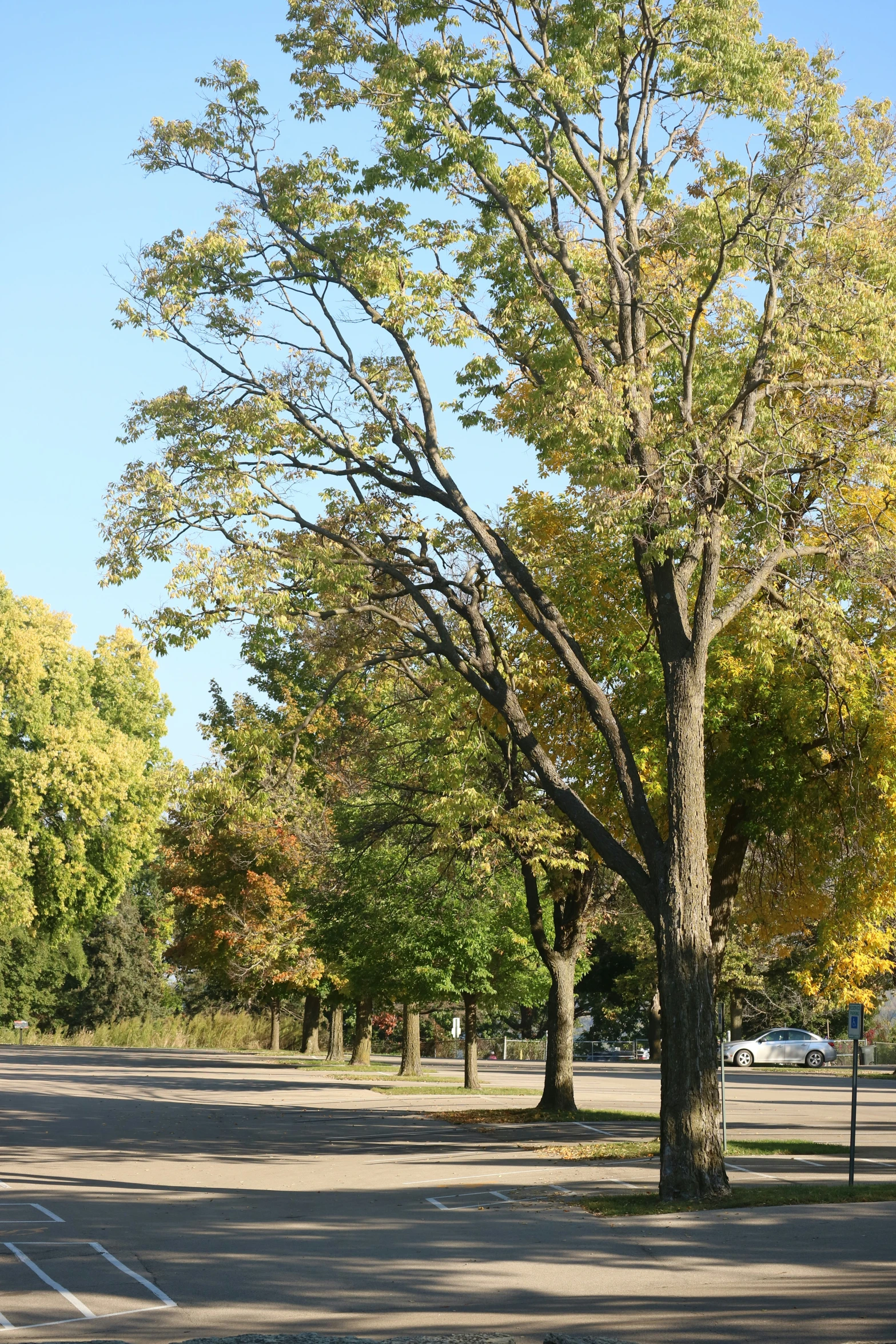 a tree on the edge of an intersection