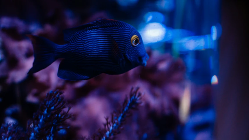 a blue fish is in front of some bushes