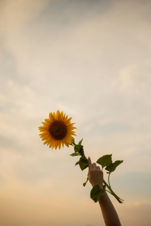 a sunflower with two hands reaching for it in the sky